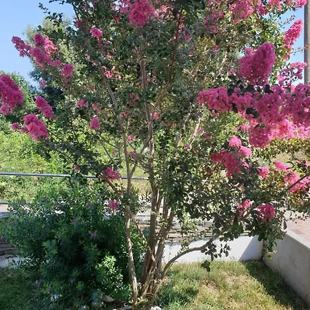 With Parking Space - 24058 דירה קורצולה